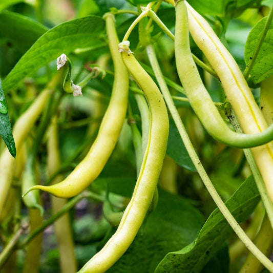 Haricot beurre nain Kinghorn wax (Roi des Beurres) 100 g - Bakker