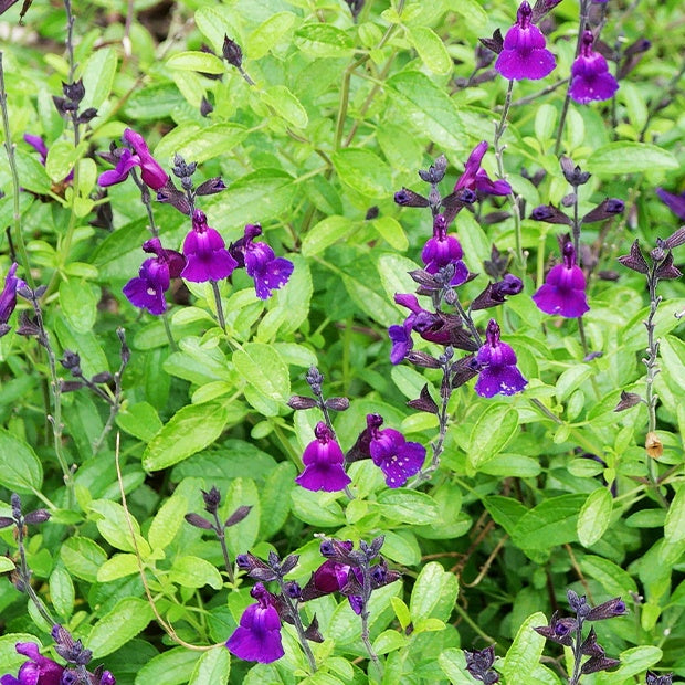 Sauge Violette de Loire ® - Salvia jamensis Violette de Loire ® Barsal - Bakker
