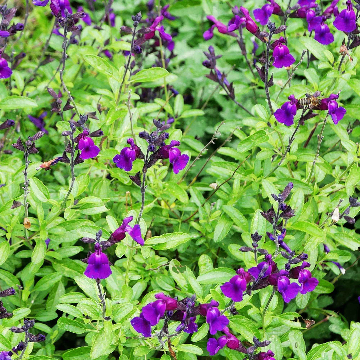 Sauge Violette de Loire ® - Bakker