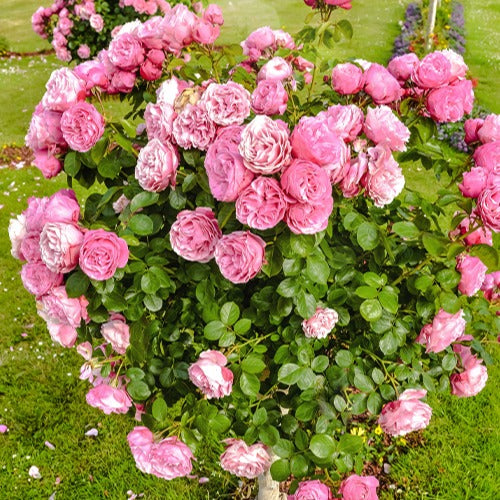 Rosa her's ausgreen ® (ausblush) - Rosier anglais Her's Ausgreen ® - Rosiers