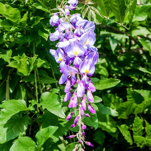 Glycine - Glycine bleue sur tige - Wisteria sinensis