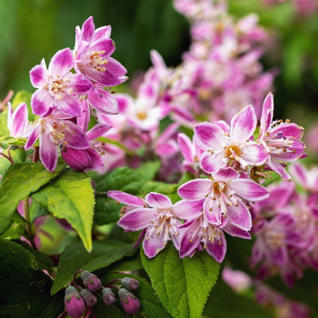 Deutzia Champ de fraise - Deutzia Strawberry Field - Bakker