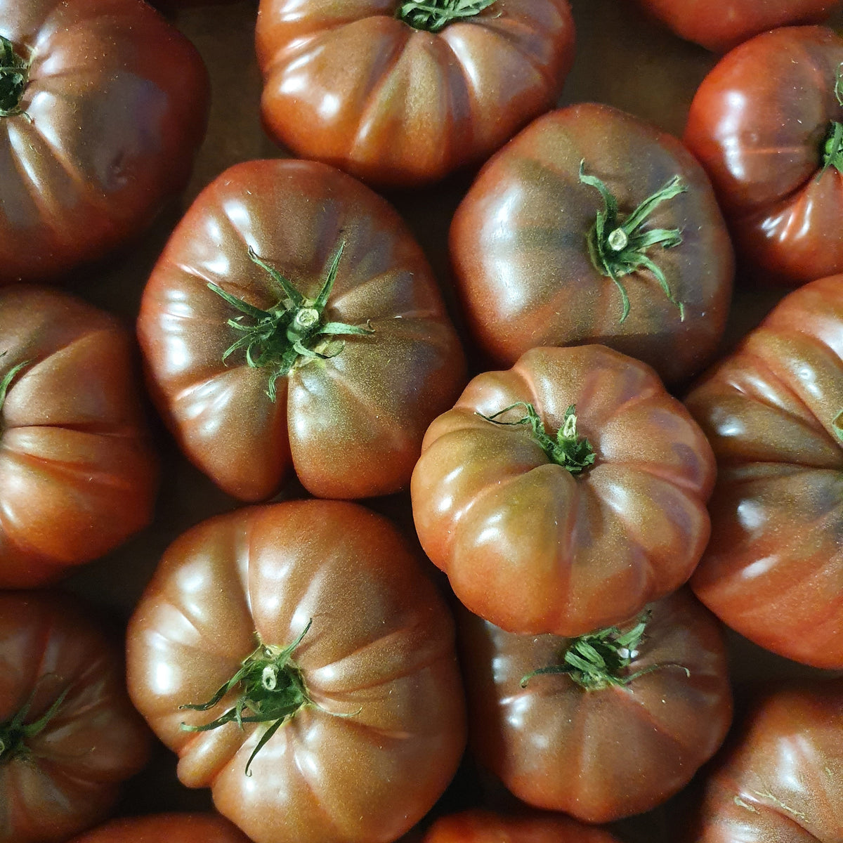 Plant Tomate Noire de Crimée - Bakker