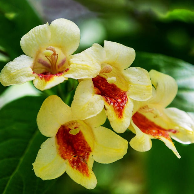 Weigelia jaune - Weigela middendorffiana - Bakker