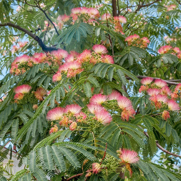 Arbre à soie rose - Bakker