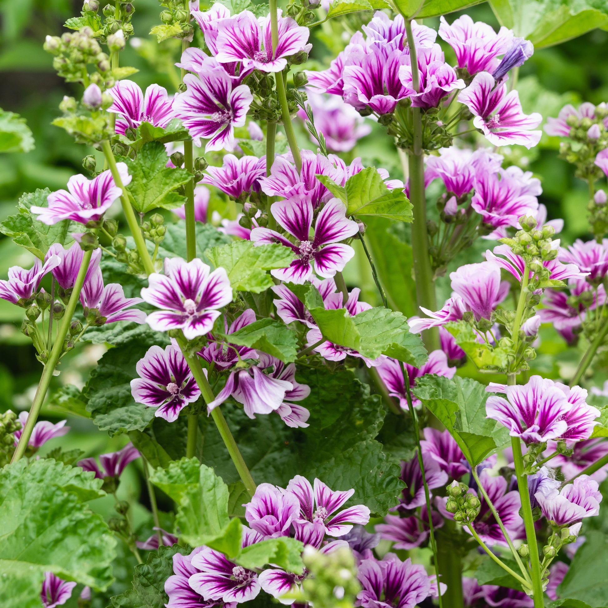 2 Mauves zébrées - Malva sylvestris zebrina - Bakker