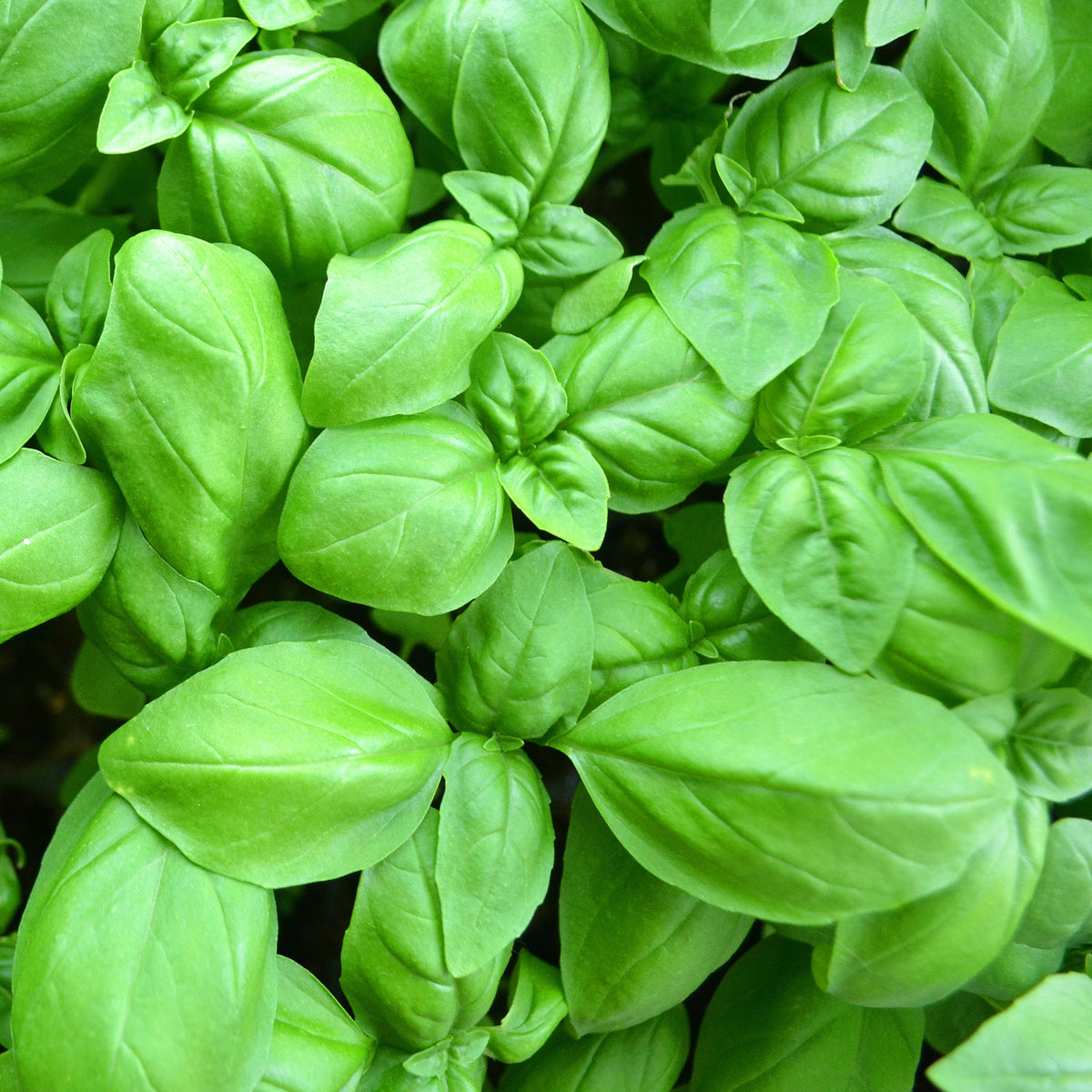 Plant Basilic Grand vert - Ocimum basilicum - Bakker