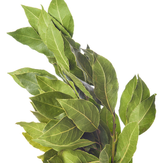 Plant Laurier sauce - Bakker