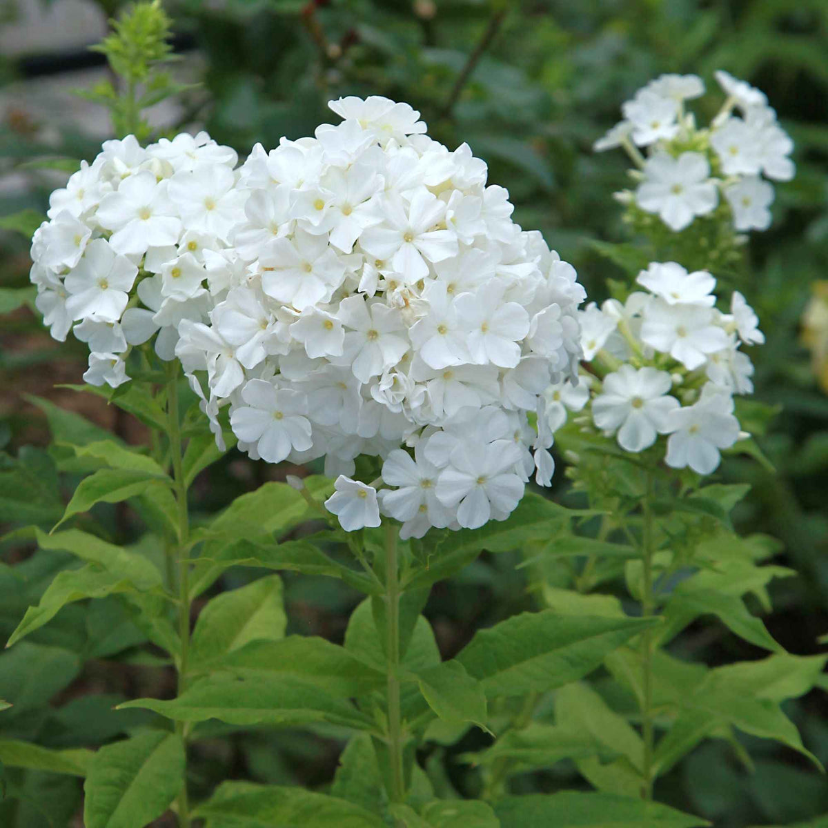 Phlox - 3 Phlox rouge, bleu, blanc en mélange - Phlox paniculata