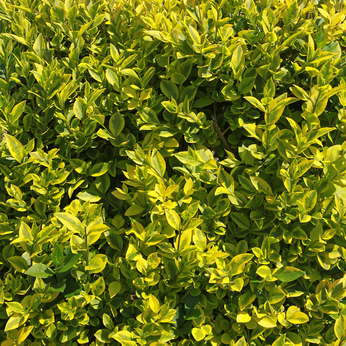 Troène de Californie doré - Ligustrum ovalifolium Aureum - Bakker