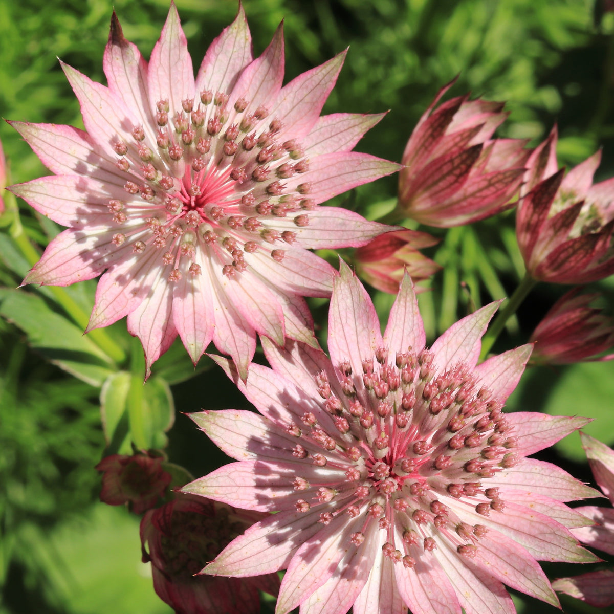 3 Astrances Major rosea - Astrantia major rosea - Bakker