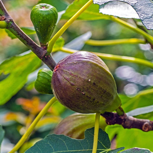 Figuier sur tige - Ficus carica Brown Turkey - Bakker