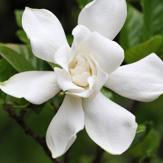 Gardenia Celestial Star - Bakker