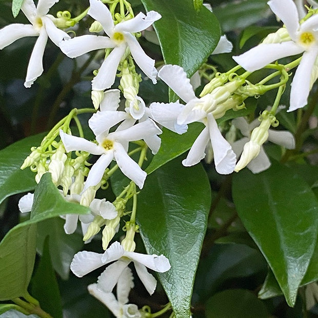 Trachelospermum jasminoides - Collection de 2 Jasmin étoilé rose et blanc - Jasmin étoilé - Trachelospermum