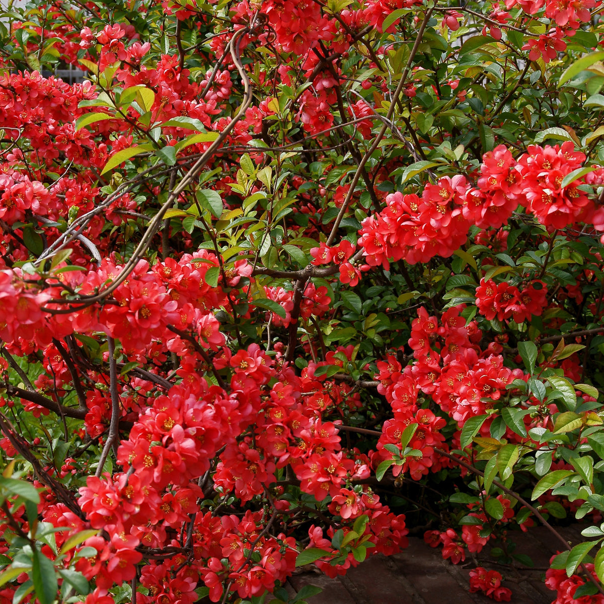 Cognassier du Japon - Chaenomeles japonica - Bakker