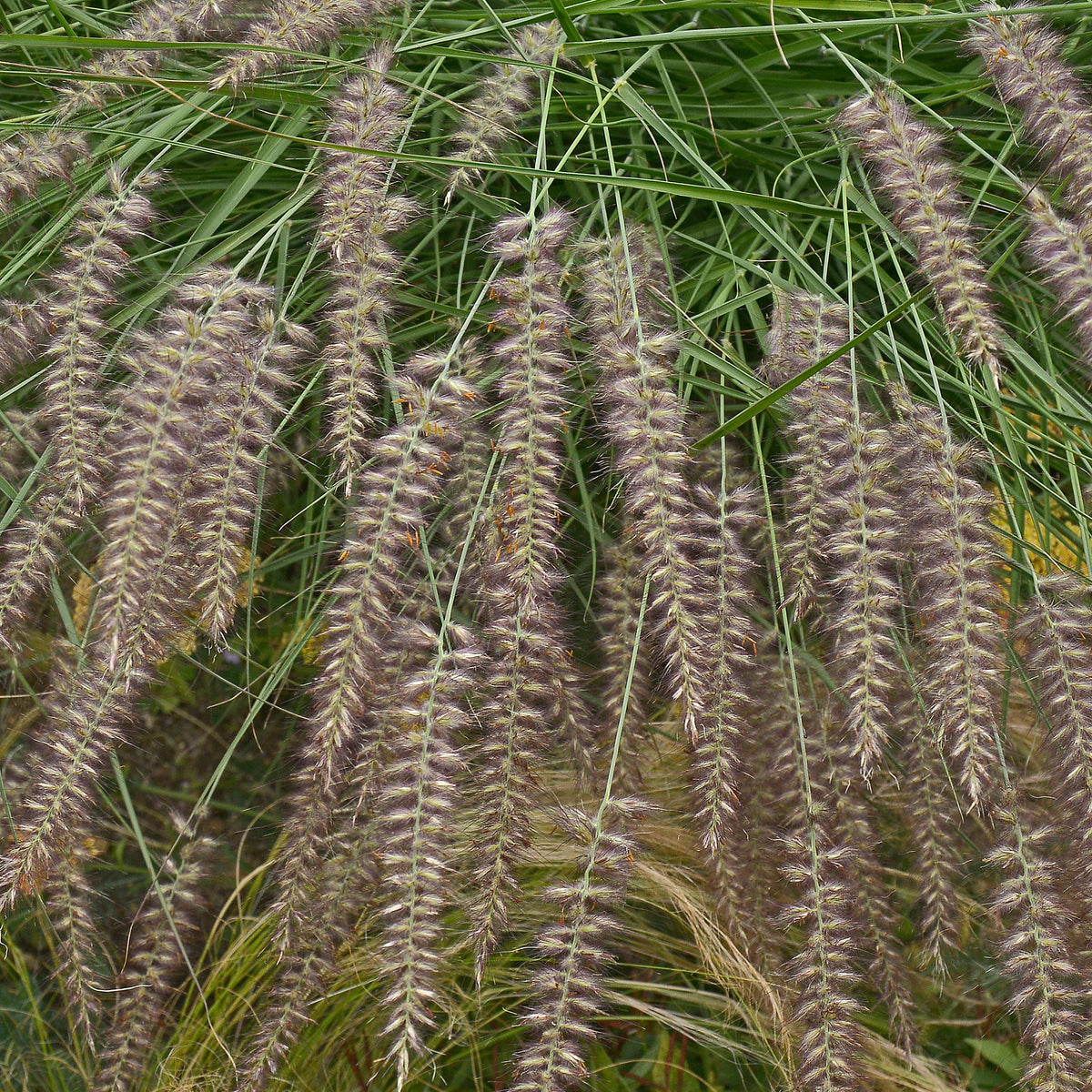 Herbe aux écouvillons d'Orient - Pennisetum - Pennisetum orientale - Bakker