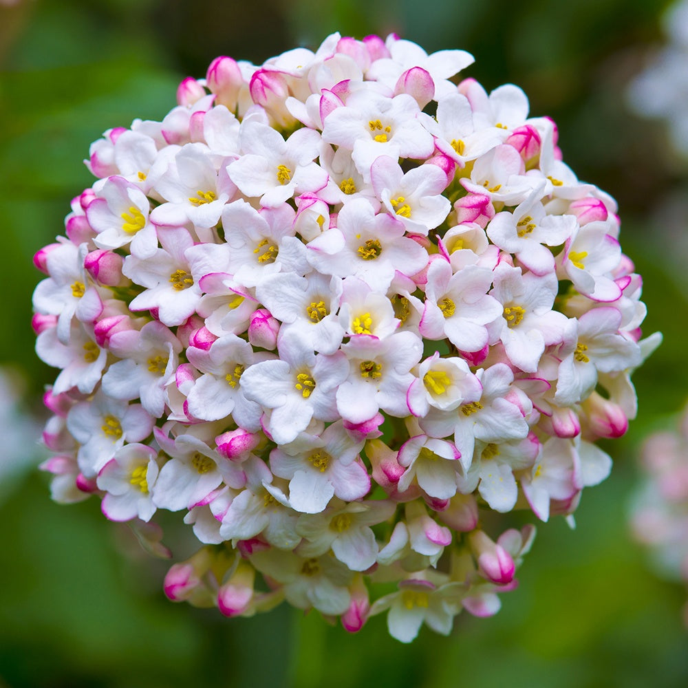Viorne de Burkwood - Viburnum burkwoodii - Bakker