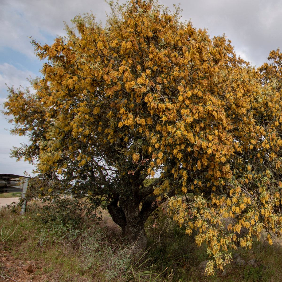 Quercus ilex - Chêne vert - Chêne