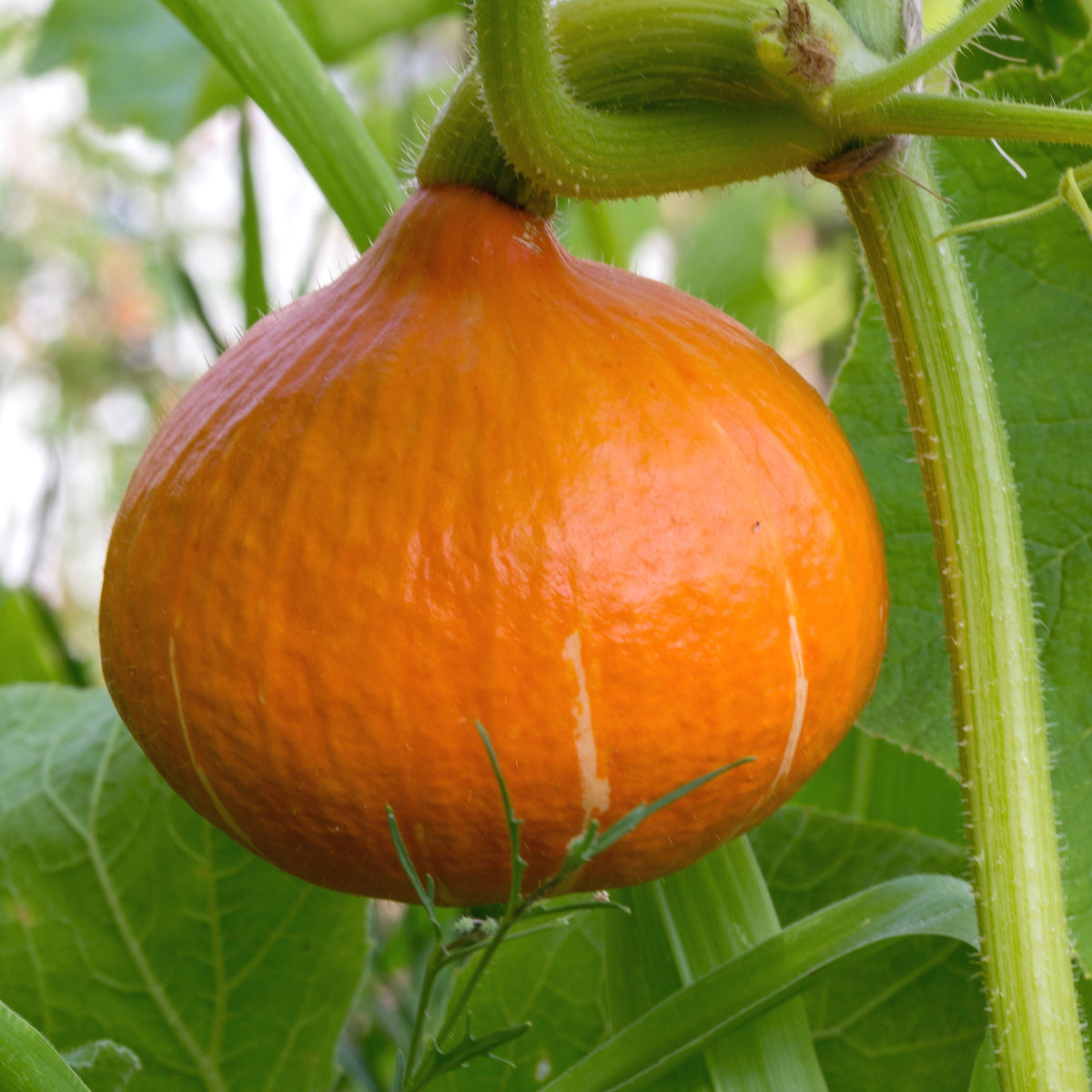 Plant Potimarron - Bakker