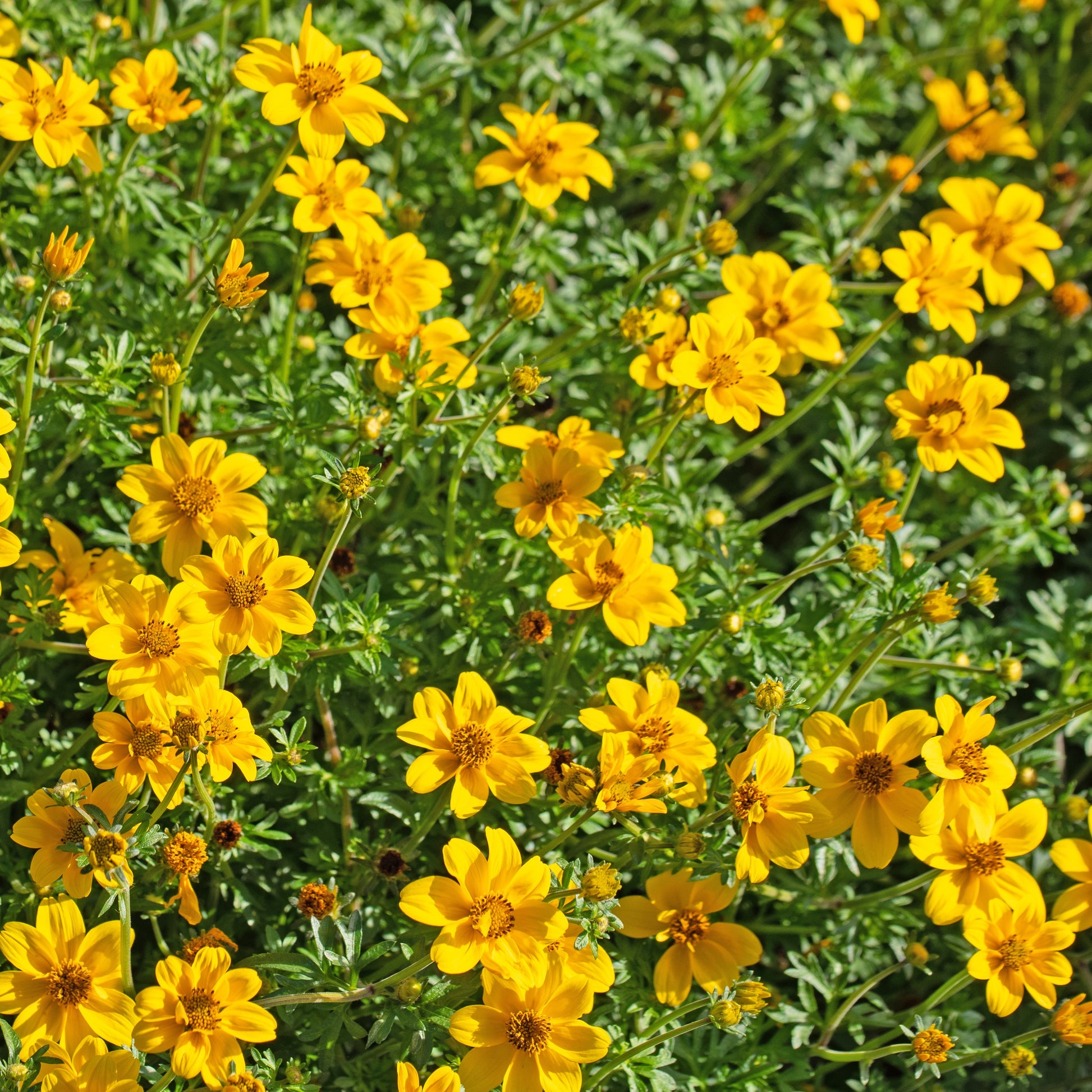 3 Bidens à feuilles de férule - Bidens ferulifolia - Bakker