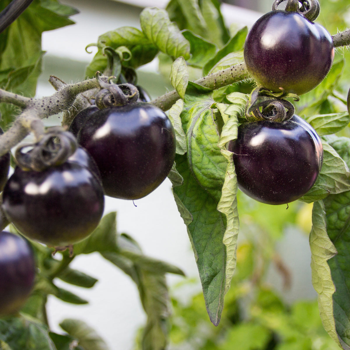 Tomate cerise Tartufo - Solanum lycopersicon tartufo - Bakker