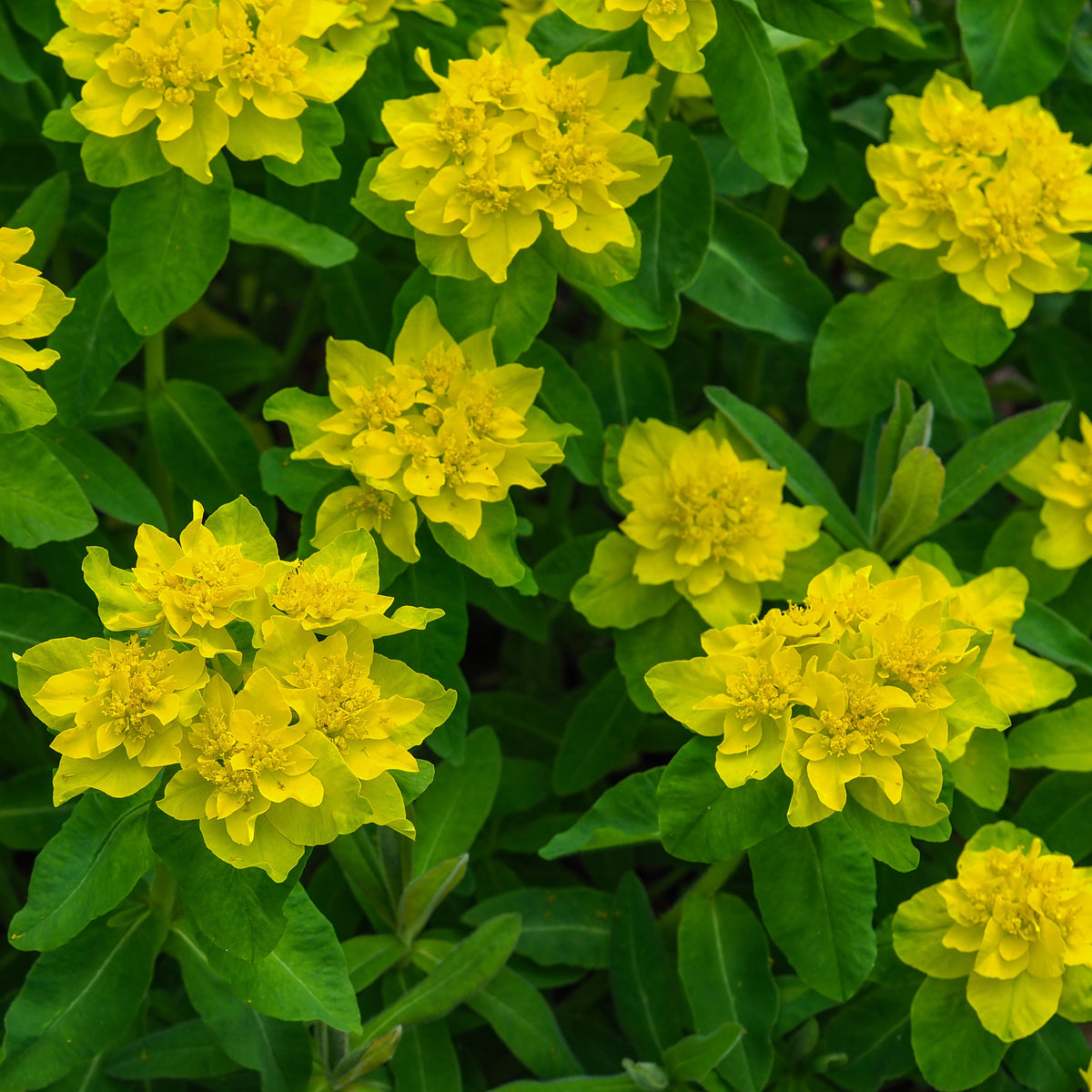Vente Euphorbe polychrome - Euphorbia polychroma