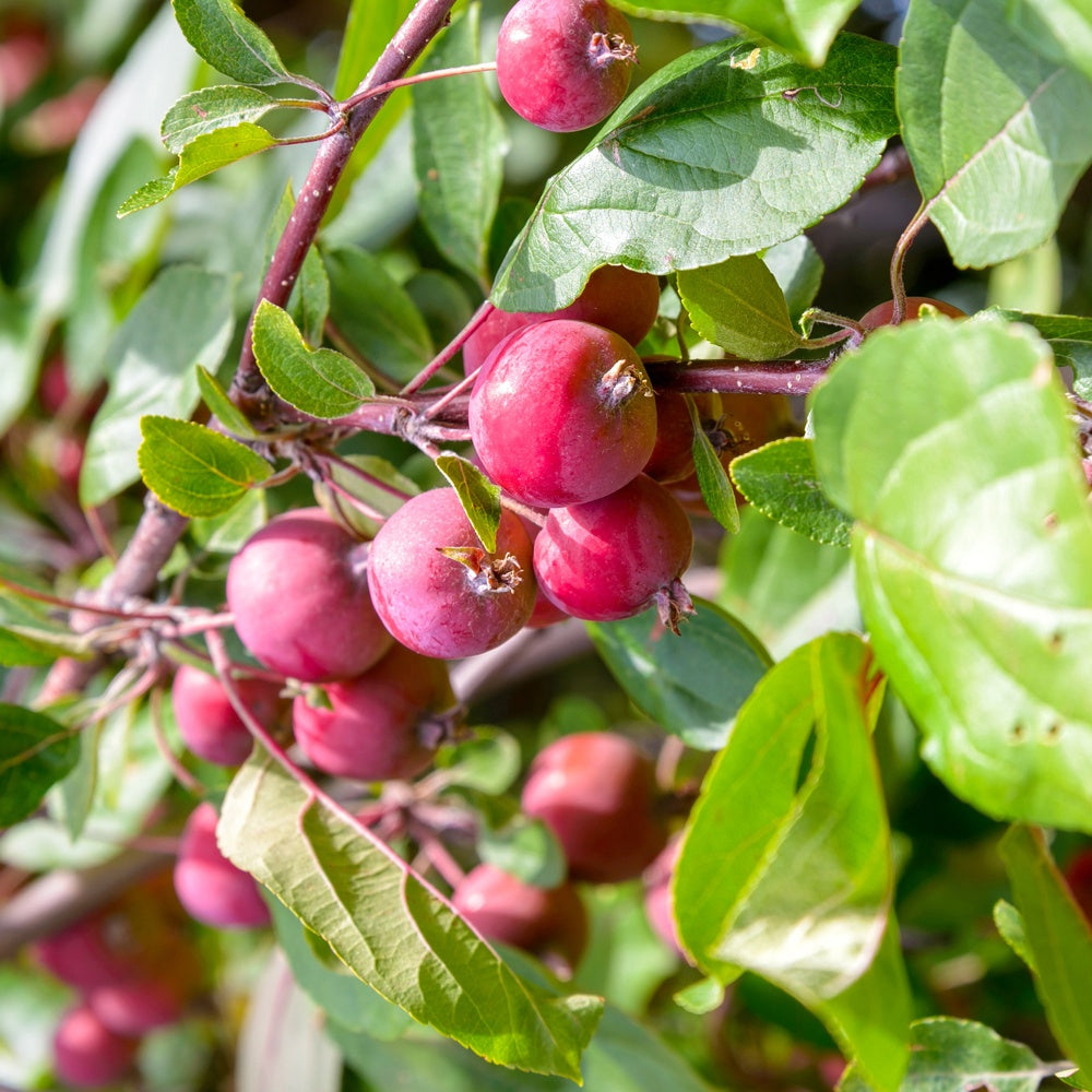 Pommier d'ornement Red Sentinel - Bakker