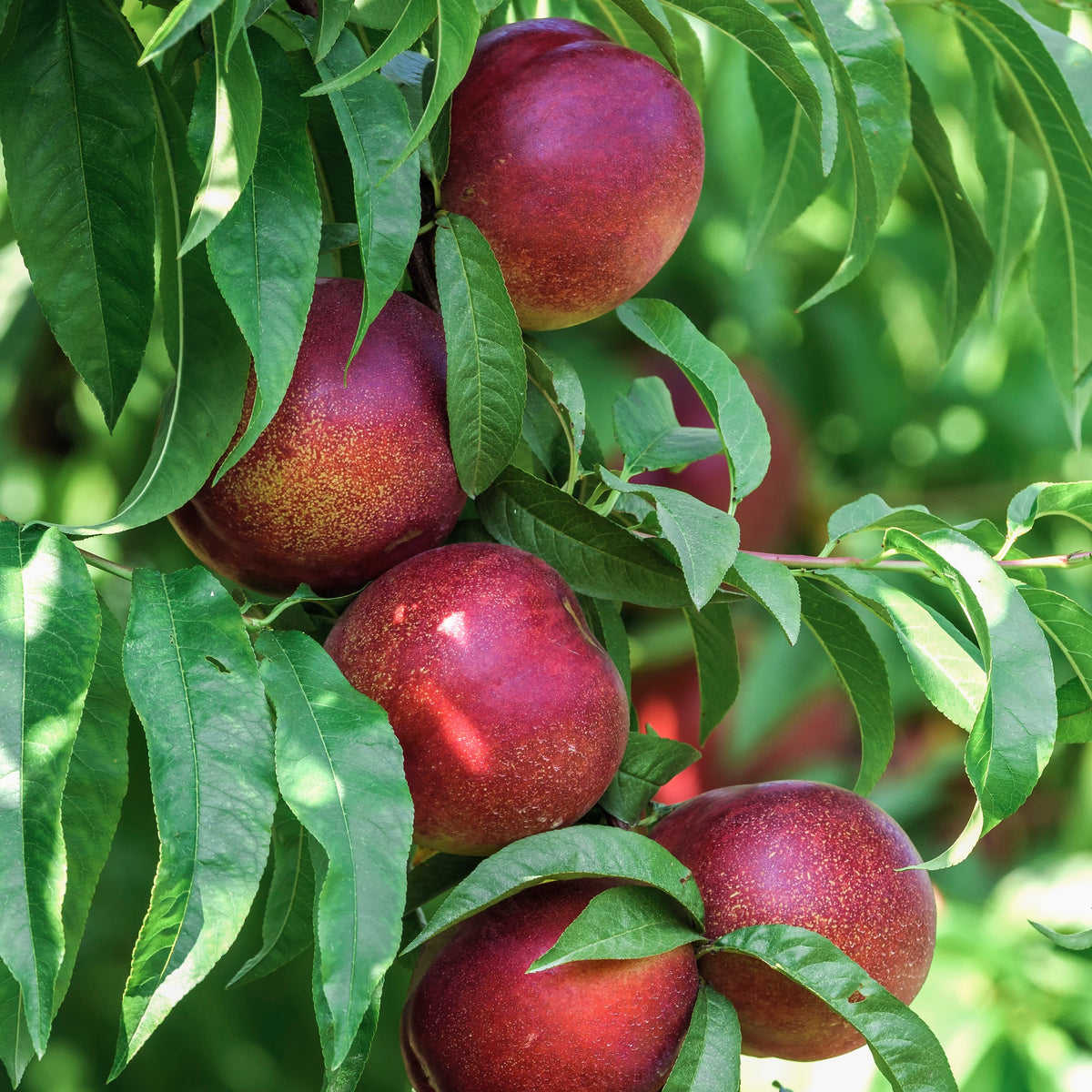 Nectarine Big Top - Bakker
