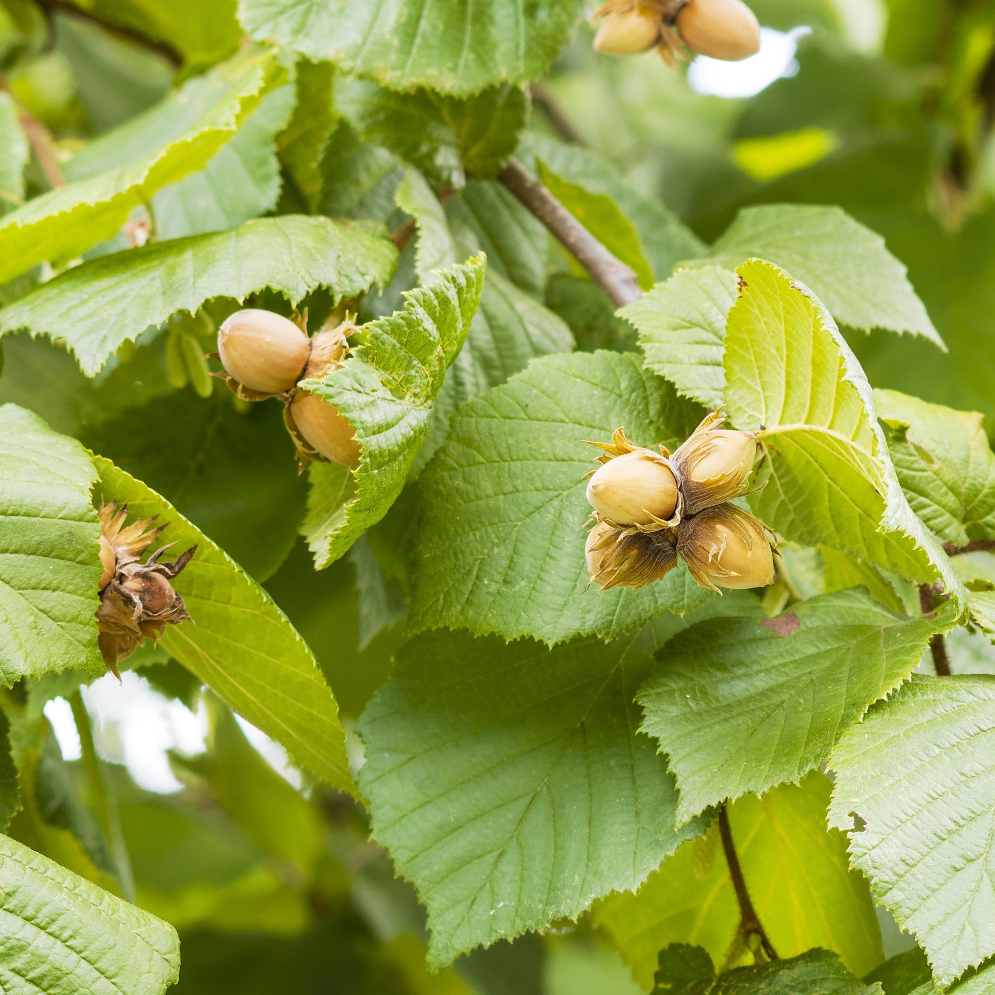 Noisetier Ronde du Piémont - Corylus avellana Ronde du Piémont - Bakker