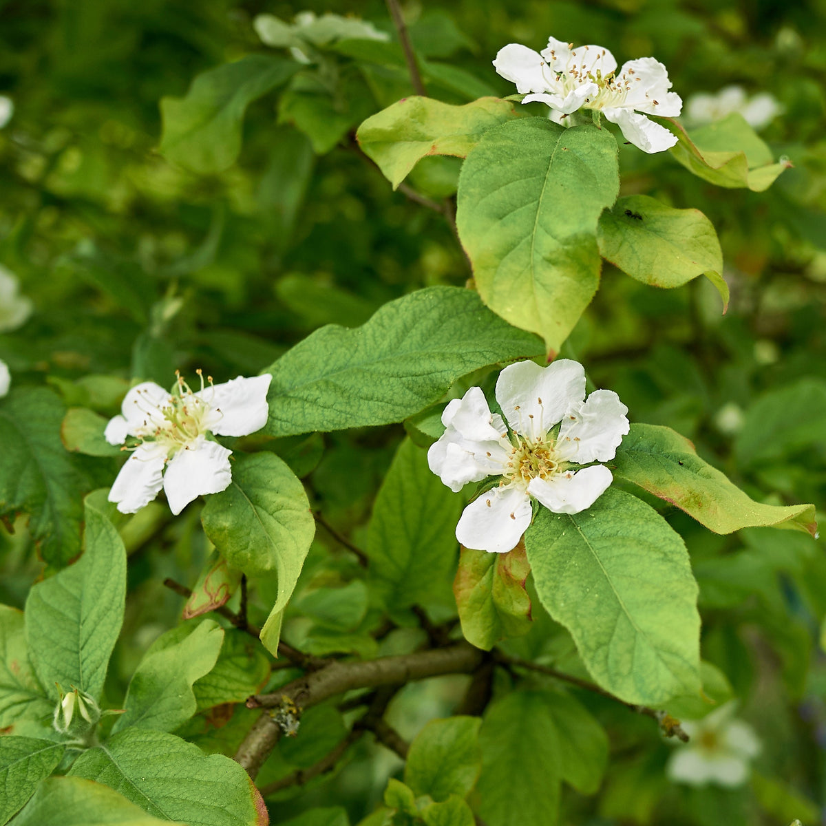Arbres fruitiers - Néflier - Mespilus germanica