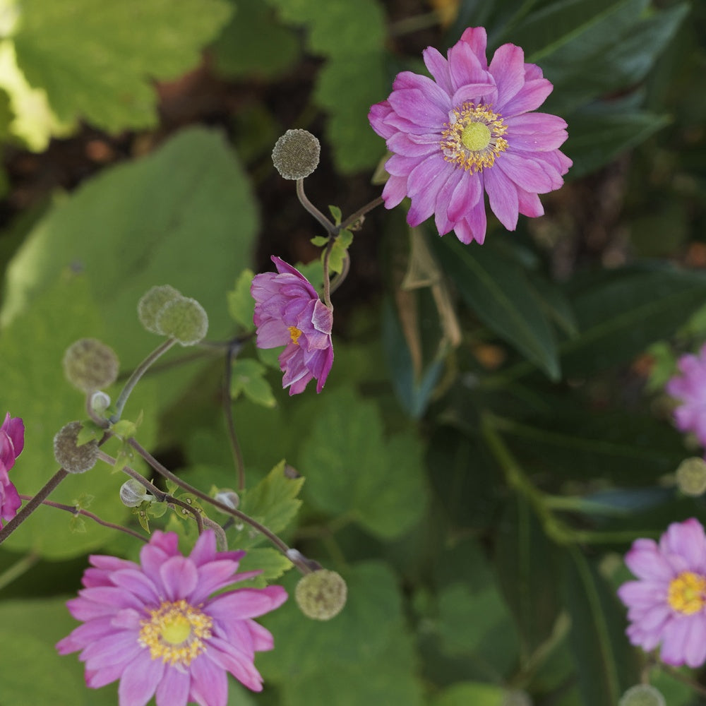 Anemone hybrida 'pamina' - Anémone du Japon Pamina - Vivaces fleuries