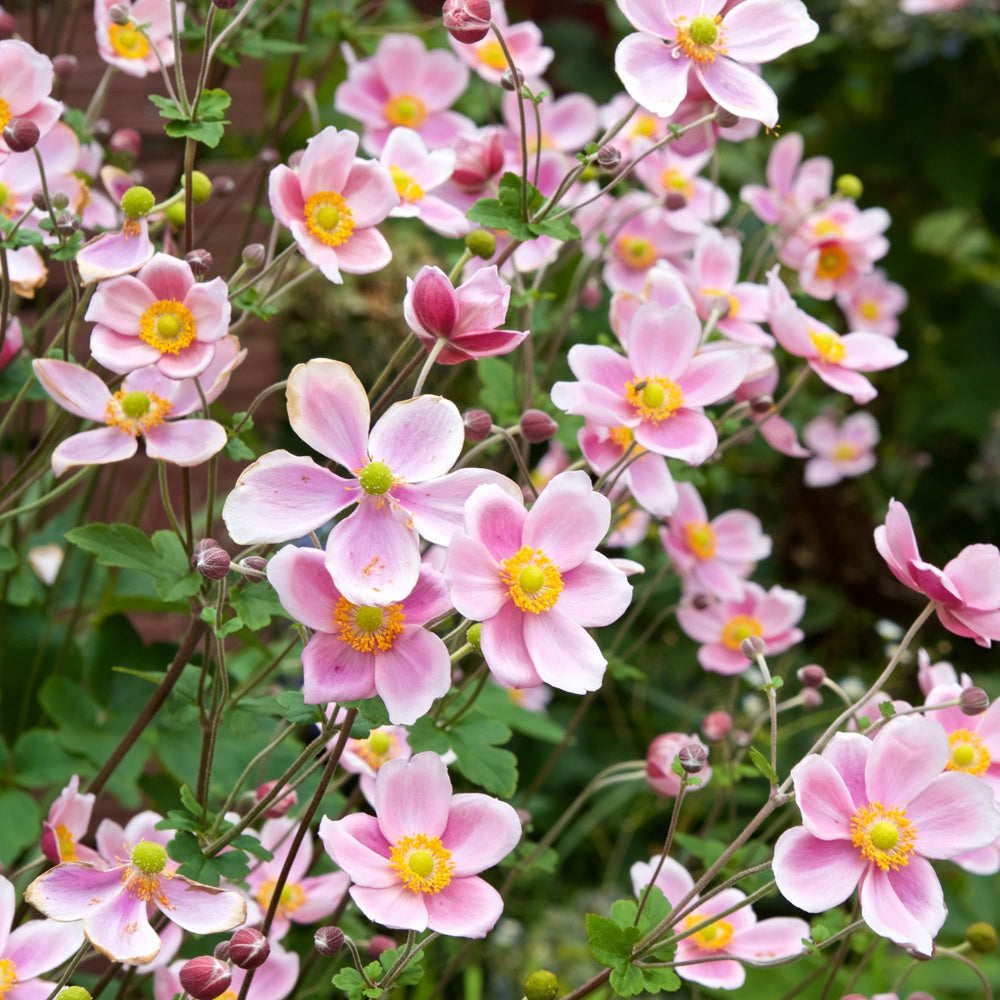 Anémone du Japon Serenade - Anemone x hybrida Serenade - Bakker