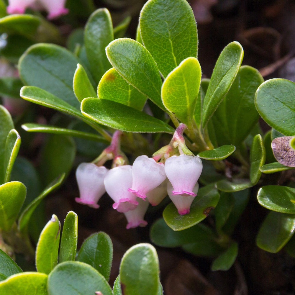 Raisin d'ours - Arctostaphylos uva-ursi - Bakker