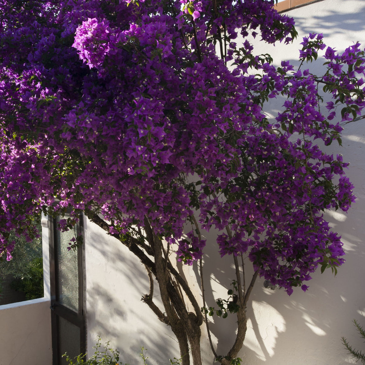 Bougainvillier - Bougainvillier rustique Violet de Mèze - Bougainvillea Violet de Mèze