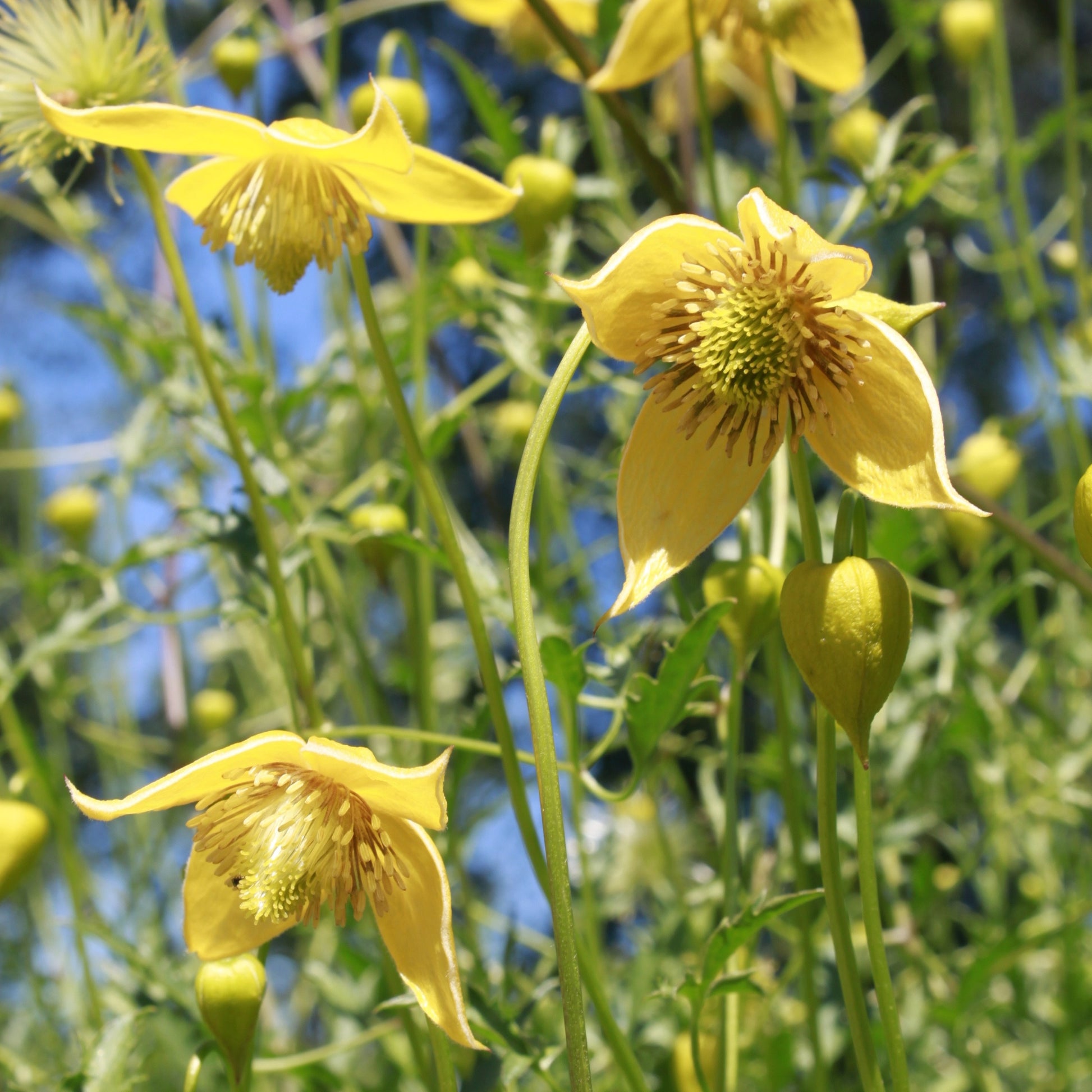 Clématite Little Lemons  ® - Clematis 'little lemons' - Bakker