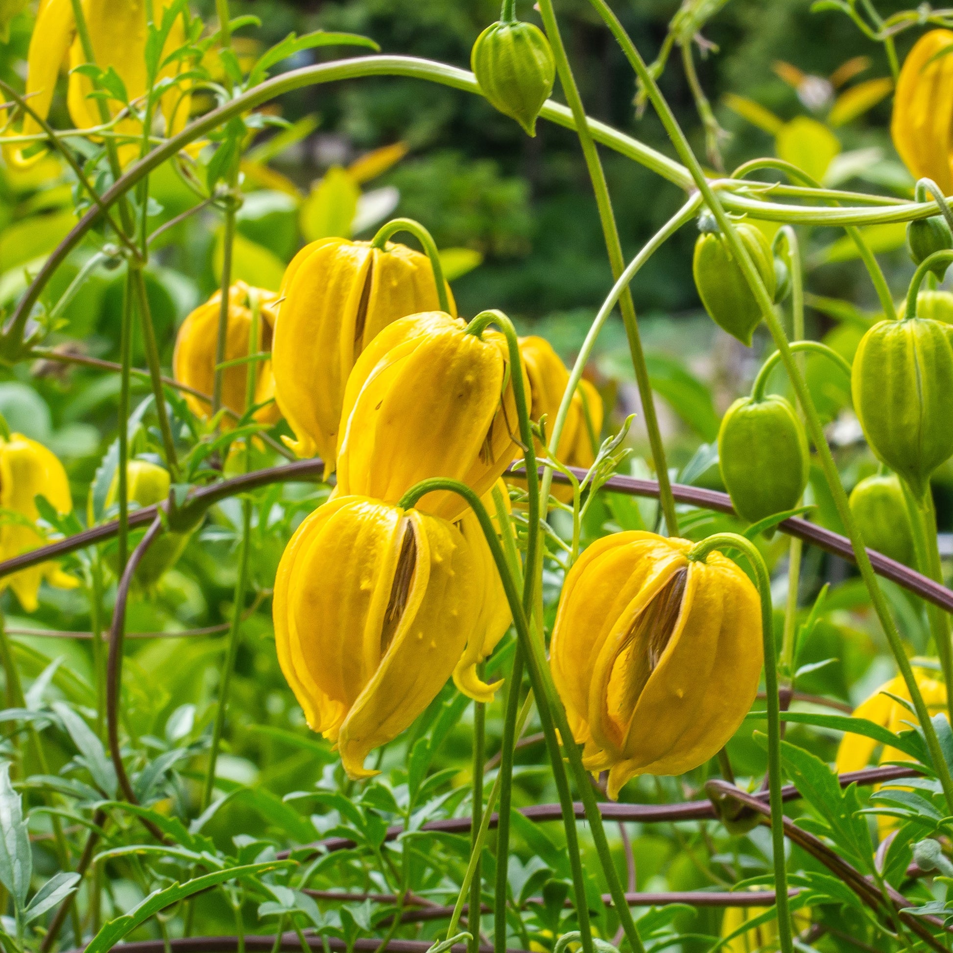 Clematis 'little lemons' - Clématite Little Lemons  ® - Vivaces fleuries