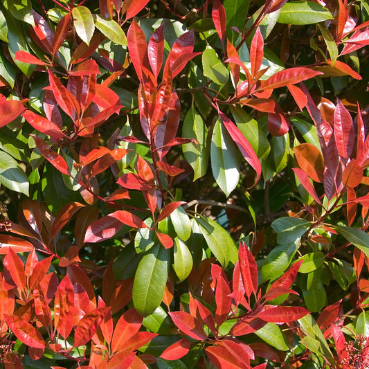 Photinia fraseri Carré rouge - Bakker