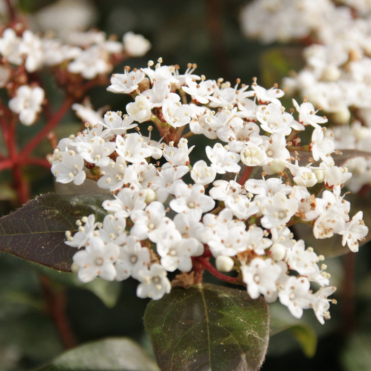 Viorne tin Eve price - Viburnum tinus 'eve price' - Bakker