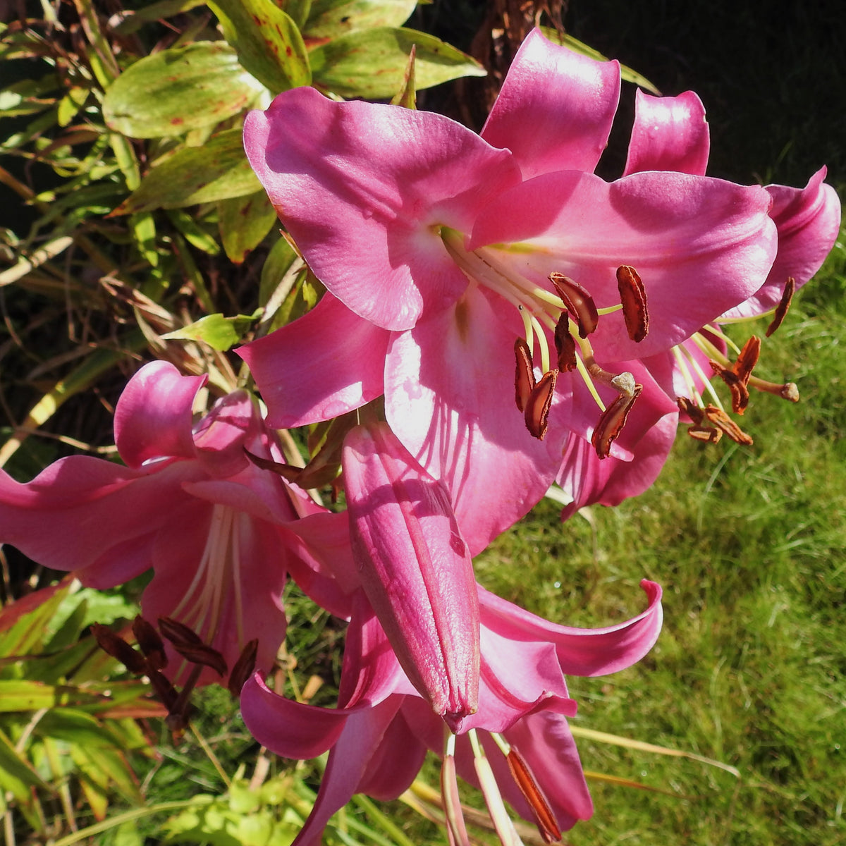 3 Lis Trompette Pink Perfection - Bakker