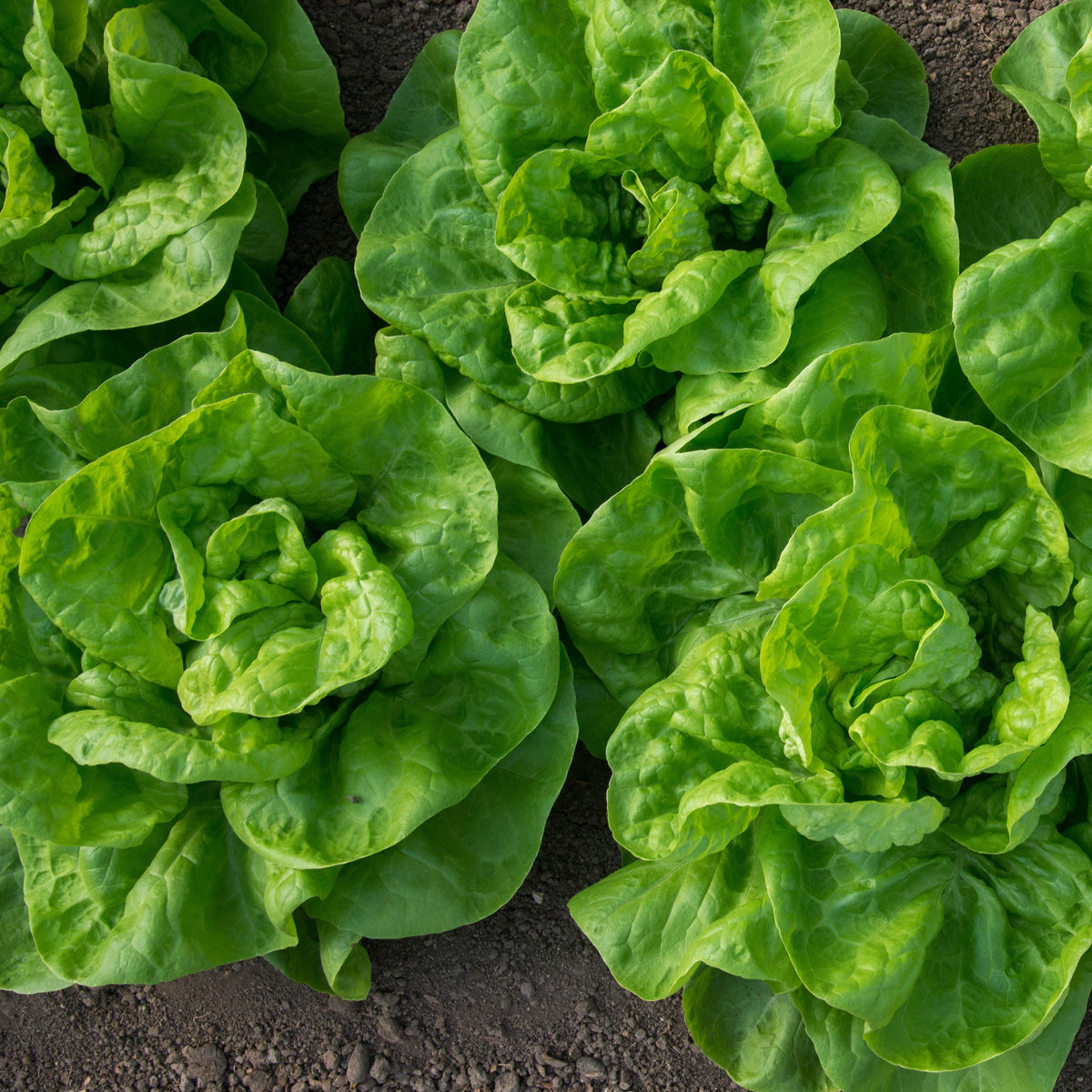 6 Plants de Laitue pommée Novappia - Bakker