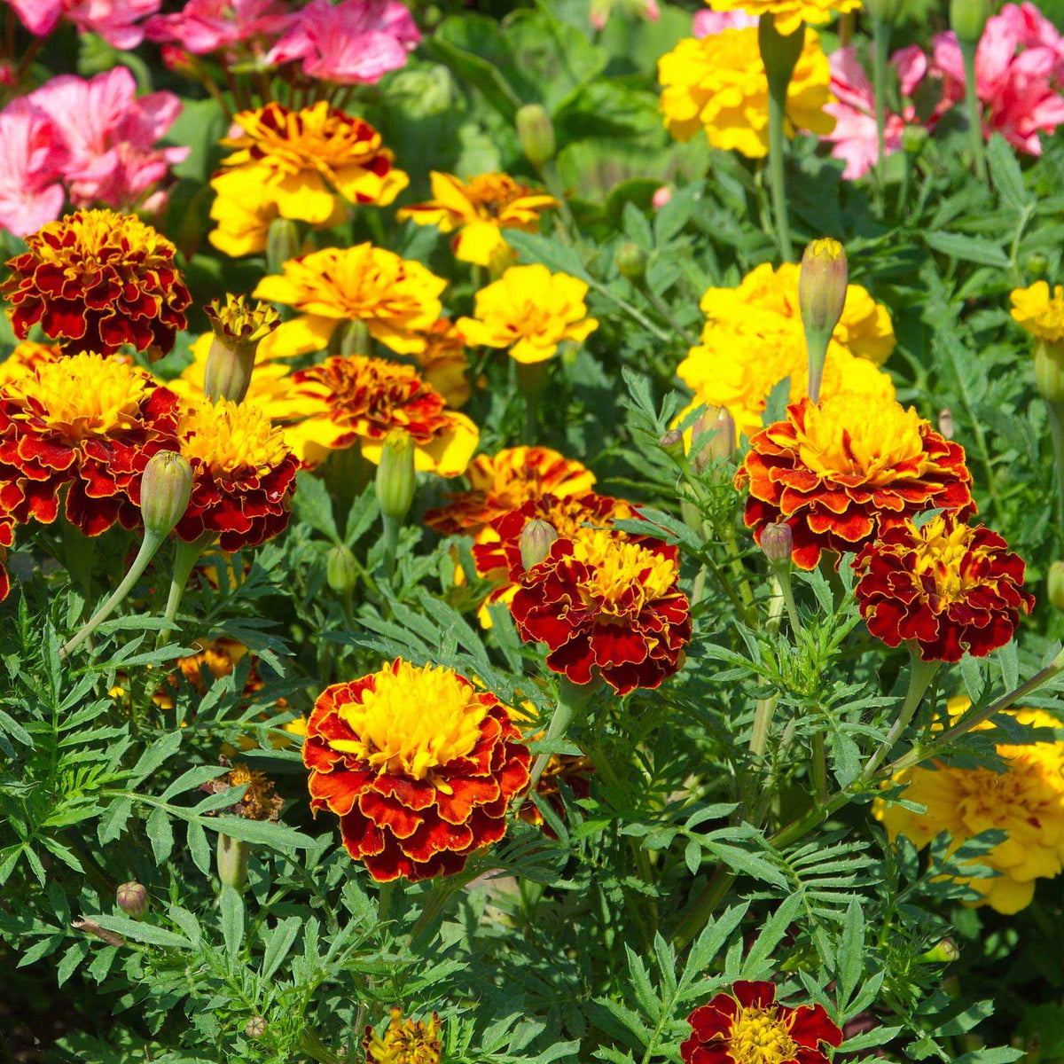 Tagetes patula - Oeillets d'inde nains en mélange - Graines de fleurs comestibles