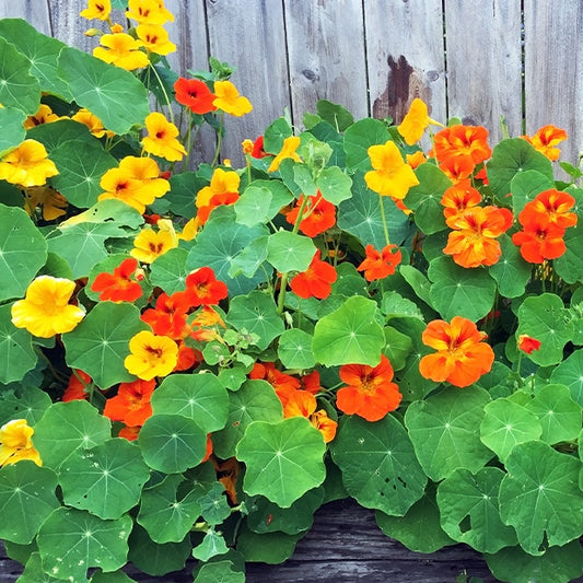 Capucines naines en mélange - Bakker