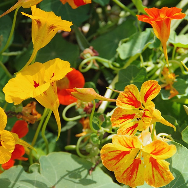 Tropaelum nanus - Capucines naines en mélange - Graines de fleurs annuelles