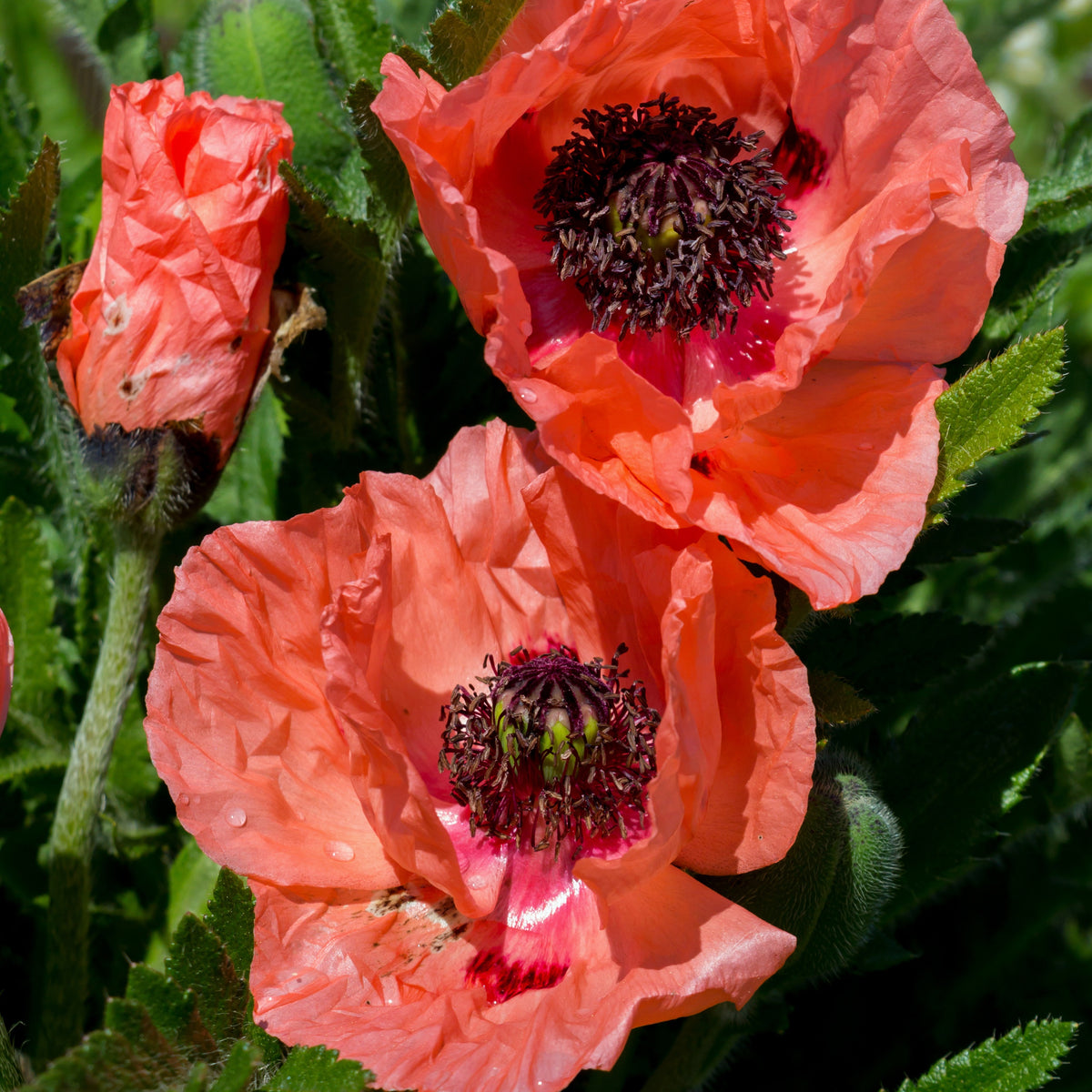 3 Pavots d'Orient orange - Bakker