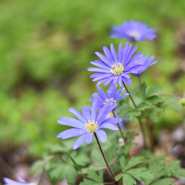 30 Anémones de Grèce Blue Shades - Anemone blanda Blue Shades - Bakker