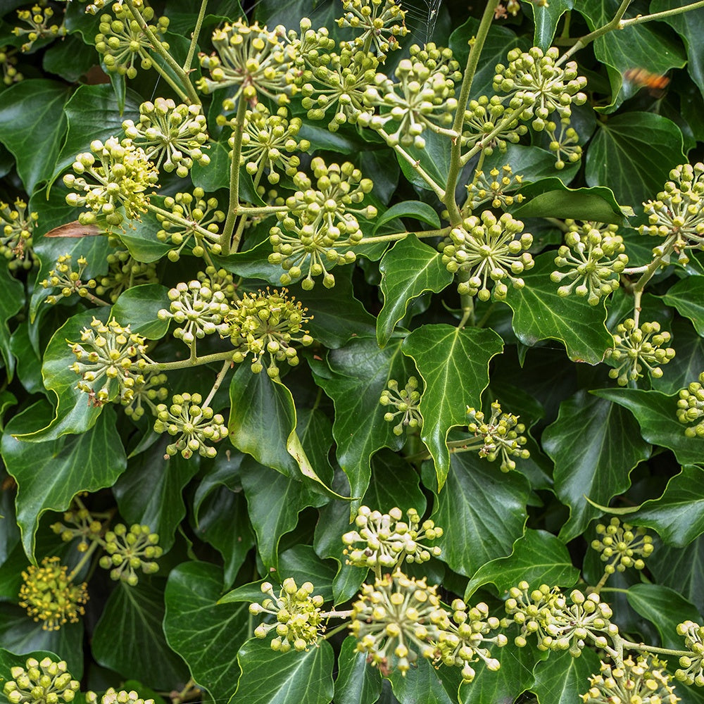 Hedera helix Arborescens - Lierre arbustif - Hedera helix arborescens - Bakker