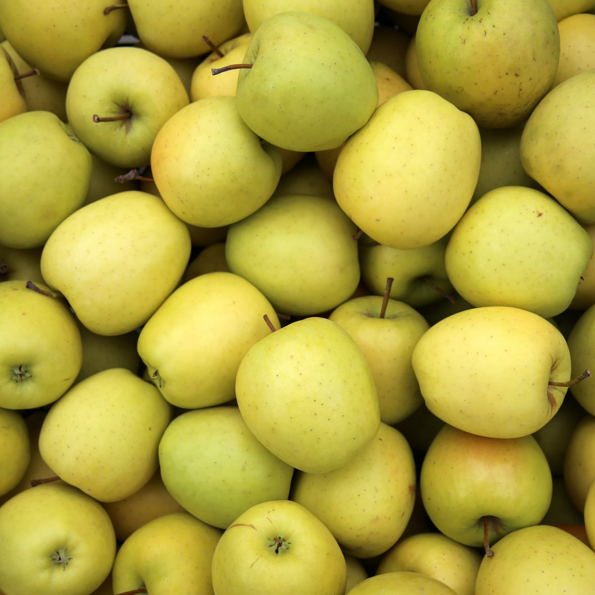 Malus domestica reine de reinettes, gala, golden delicious - Collection de Pommiers : Reine de reinettes, Gala, Golden Delicious - Pommiers