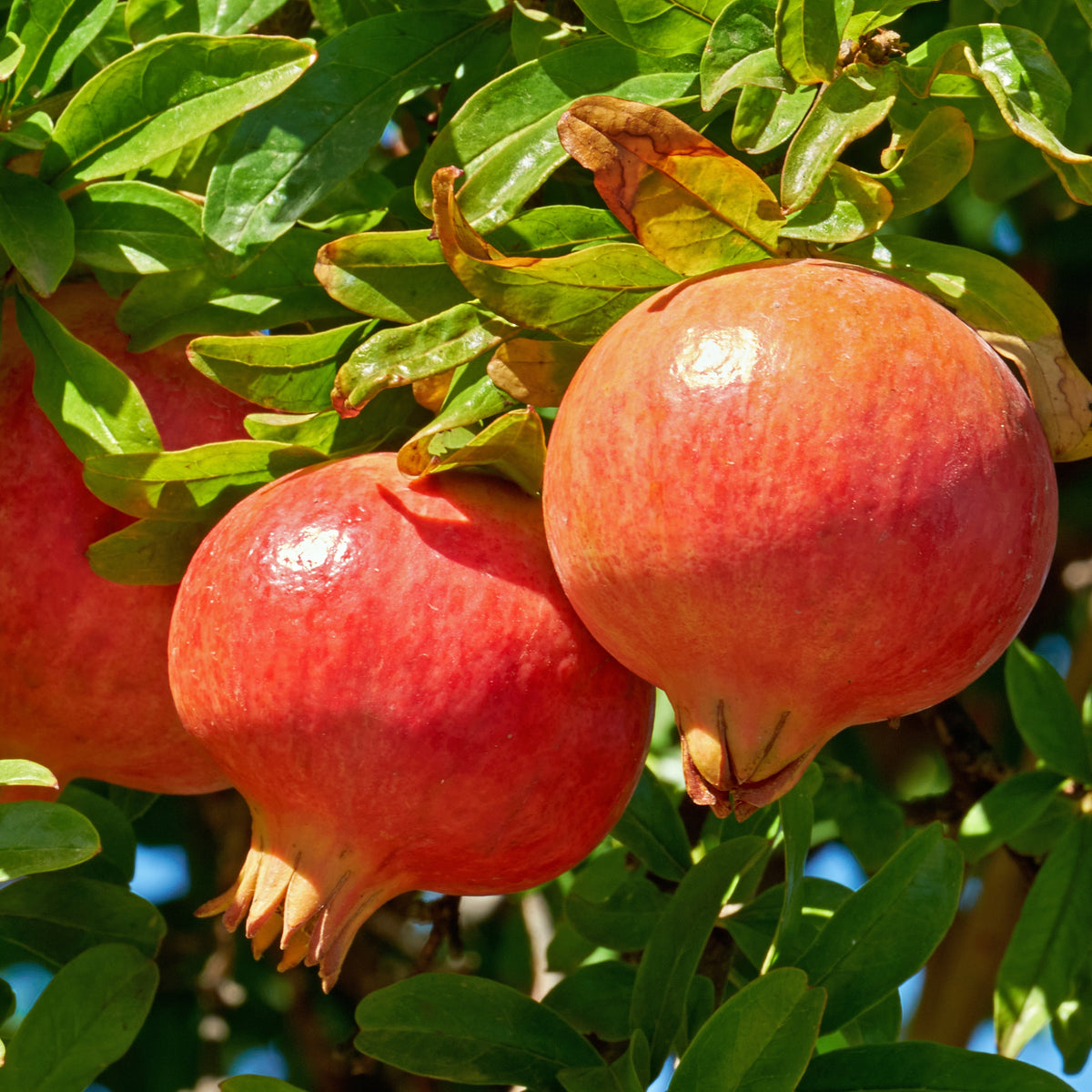 Grenadier à fruits Dente Di Leone - Punica granatum dente di leone - Bakker