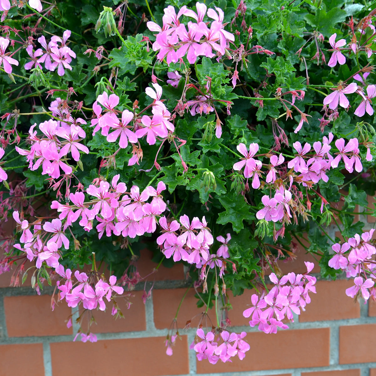 Géranium - Pélargonium - Géranium lierre rose - Pelargonium peltatum