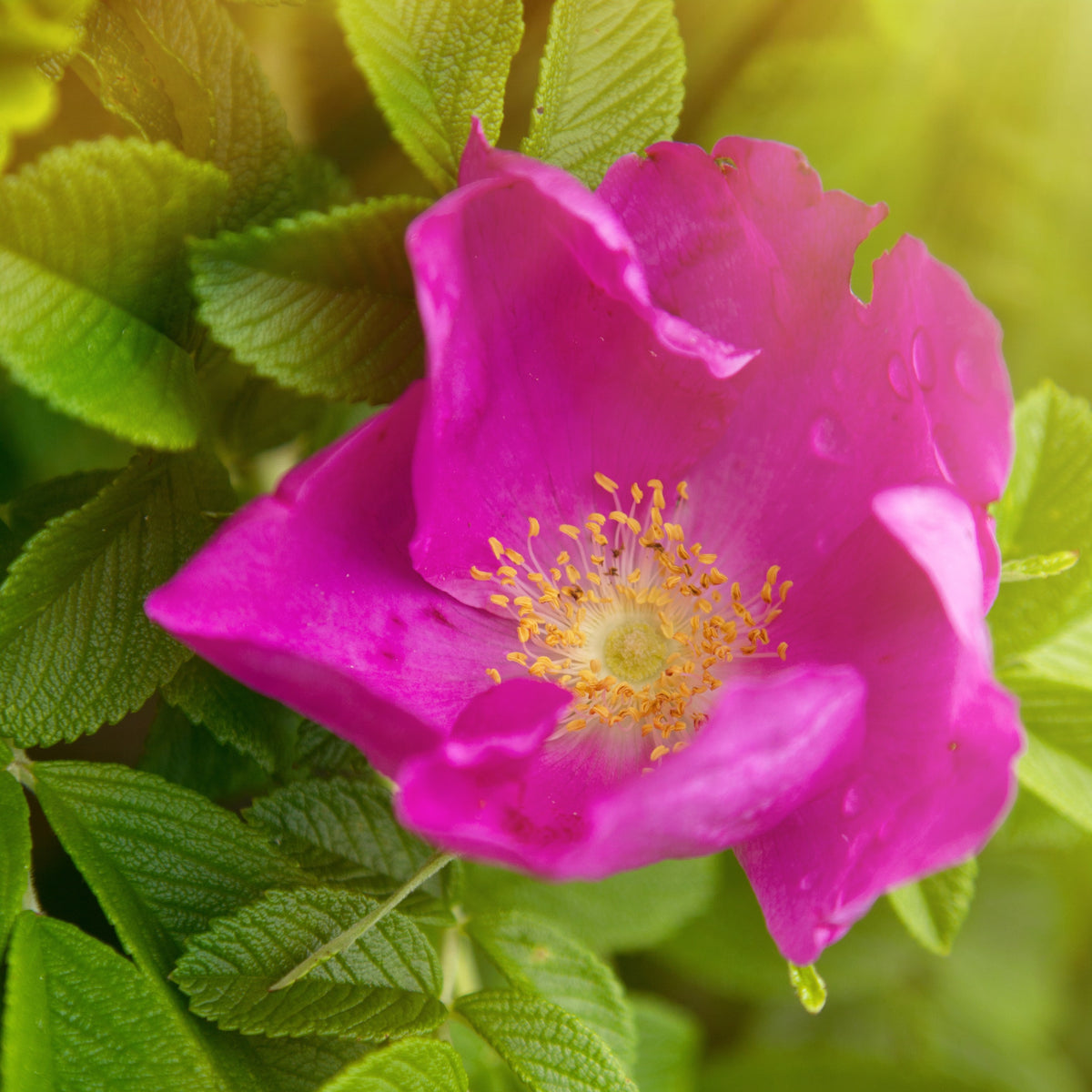 2 Rosiers rugueux rose foncé (pot) - Rosa rugosa rubra - Bakker